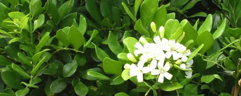 云香花是什么花