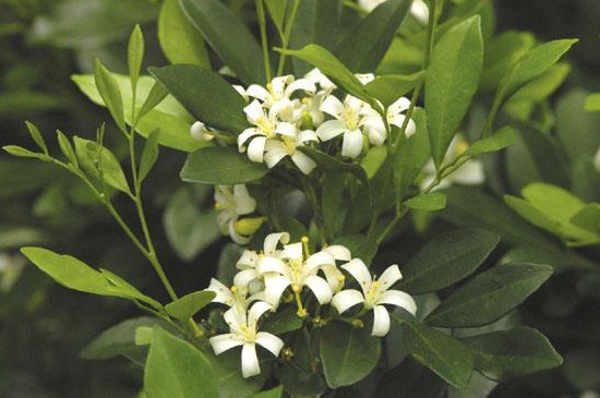 云香花是什么花