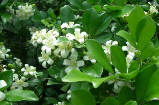 云香花是什么花