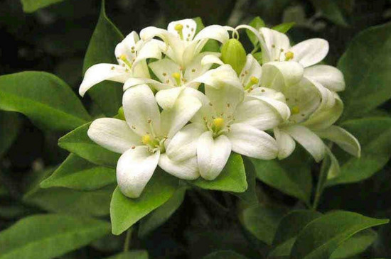 云香花是什么花