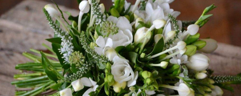 寒丁子花的养殖办法