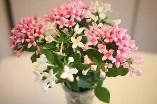 寒丁子花的养殖办法