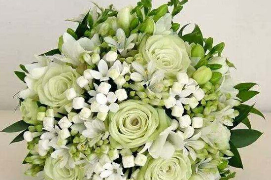 寒丁子花的养殖办法