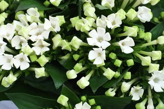 寒丁子花的养殖办法