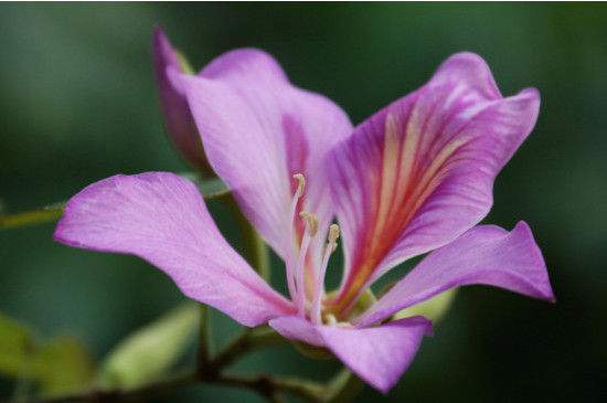 紫荆花的花语和寓意