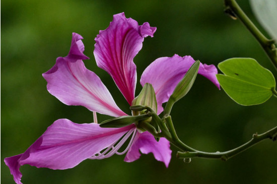 紫荆花的花语和寓意