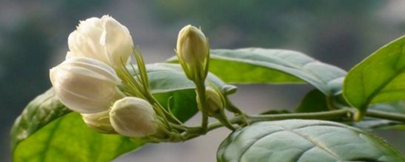 如何去除花盆里细钻螺