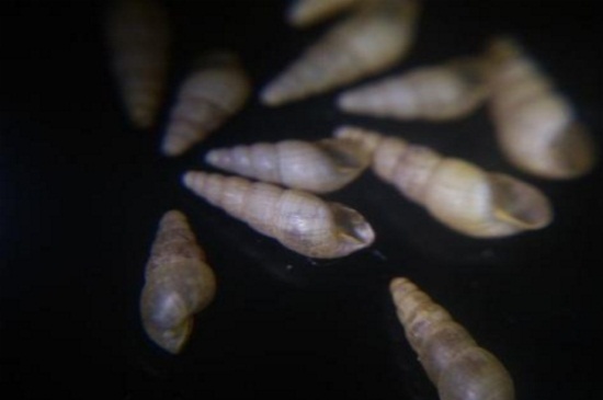 如何去除花盆里细钻螺