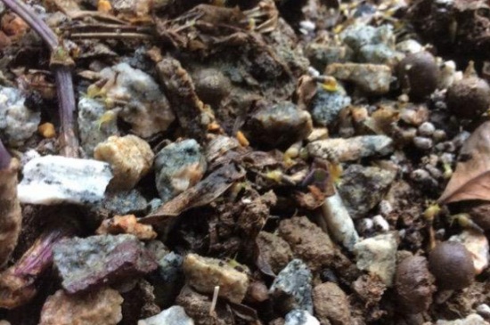 如何去除花盆里细钻螺