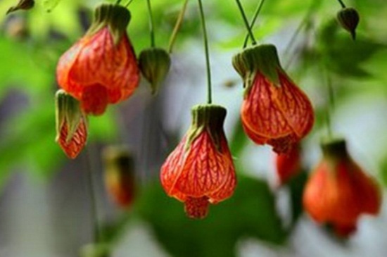 悬铃花能家养吗,净化空气可室内养殖