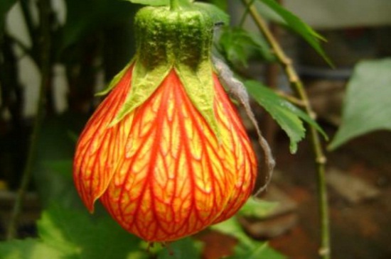 悬铃花能家养吗,净化空气可室内养殖