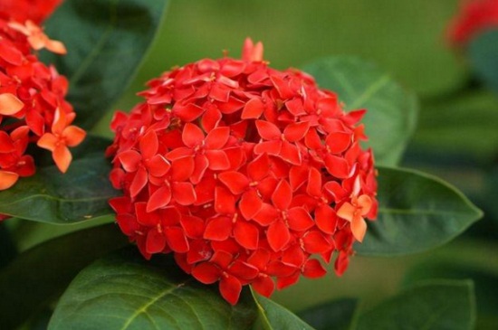 仙丹花的病害预防和治疗，叶斑病需剪病叶定期松土