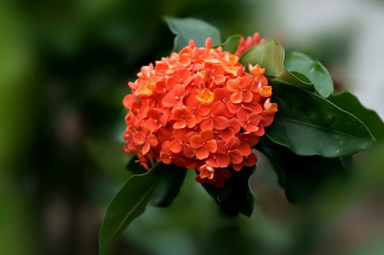 仙丹花的病害预防和治疗，叶斑病需剪病叶定期松土