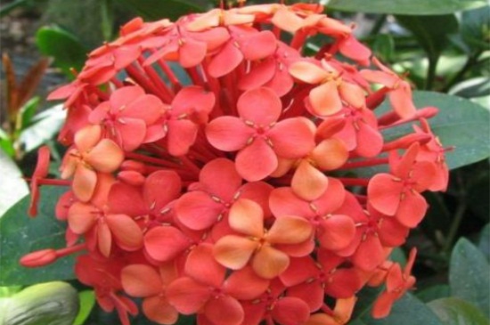 仙丹花的病害预防和治疗，叶斑病需剪病叶定期松土