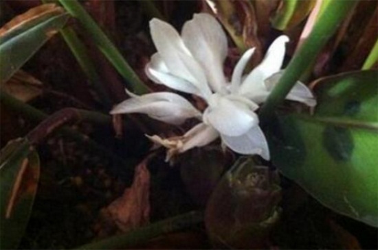 猫眼竹芋开花吗，养殖得当开白色花朵
