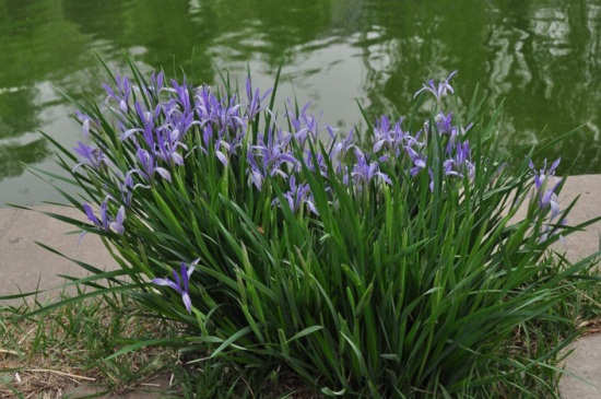 马蔺的繁殖办法大全，四季可分株繁殖