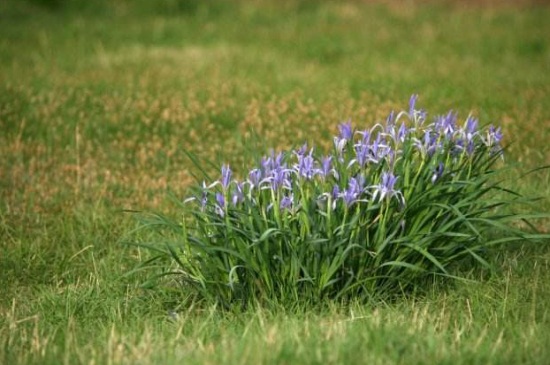 马蔺的繁殖办法大全，四季可分株繁殖