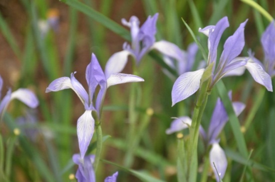 马蔺的繁殖办法大全，四季可分株繁殖