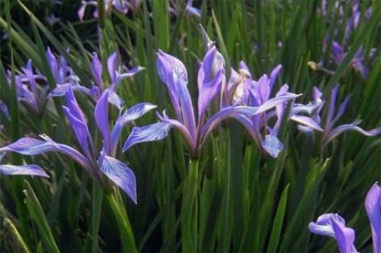 马蔺的繁殖办法大全，四季可分株繁殖