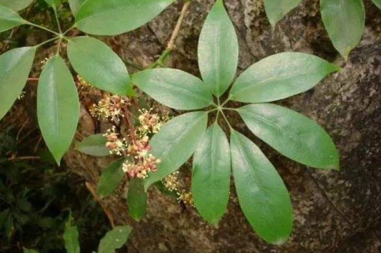 七叶莲叶子出油如何办，遭受虫害需药剂喷杀