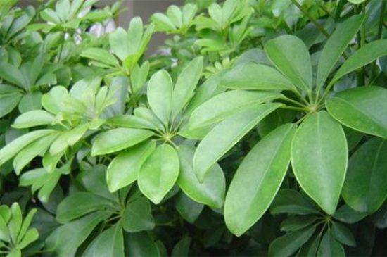 七叶莲叶子出油如何办，遭受虫害需药剂喷杀