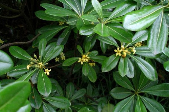 七叶莲叶子出油如何办，遭受虫害需药剂喷杀