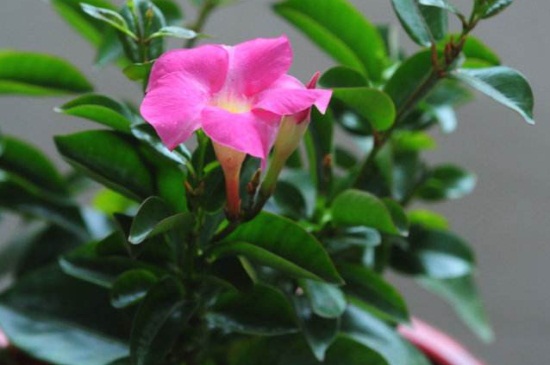 飘香藤的价值,有观赏以及净化价值