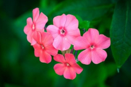 飘香藤的价值,有观赏以及净化价值