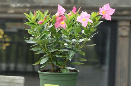 飘香藤的价值,有观赏以及净化价值