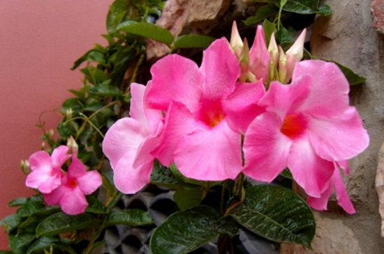 飘香藤的价值,有观赏以及净化价值