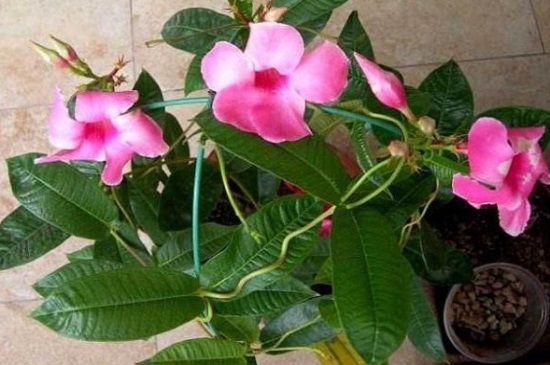 飘香藤冬季如何养，控温保暖减少浇水