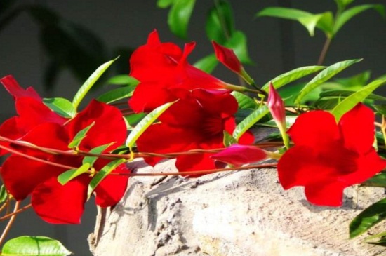 飘香藤冬季如何养，控温保暖减少浇水