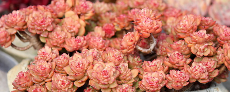 蜡牡丹夏季如何养