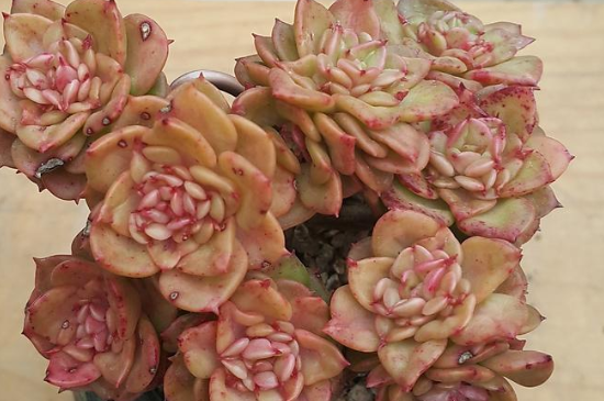 蜡牡丹夏季如何养