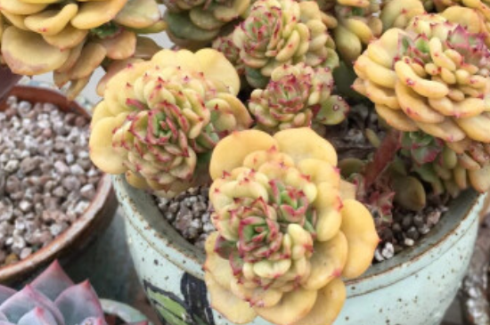 蜡牡丹夏季如何养