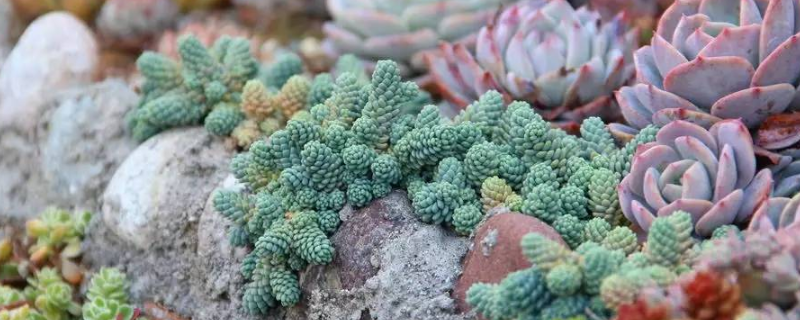 夏季多肉叶子一碰就掉什么原因