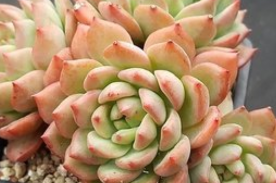 夏季多肉叶子一碰就掉什么原因