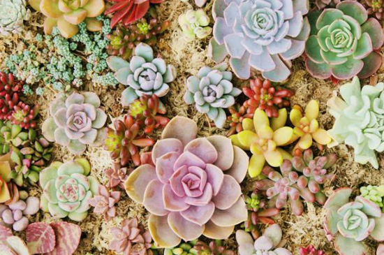 夏季多肉叶子一碰就掉什么原因