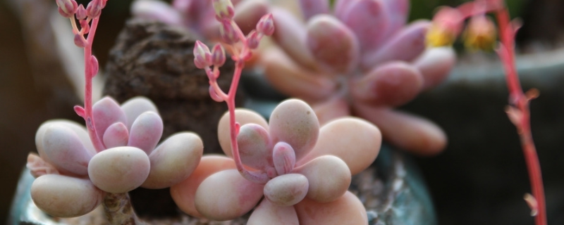 多肉徒长了如何控回来