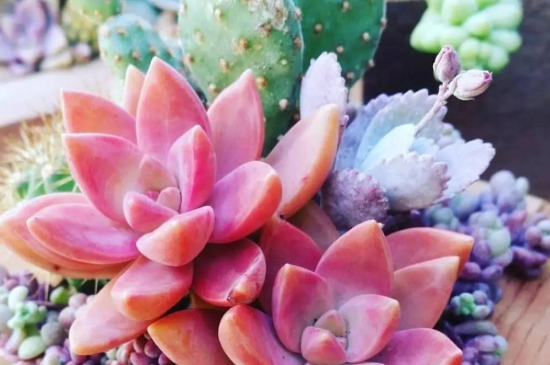 多肉徒长了如何控回来