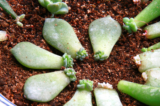 多肉徒长了如何控回来