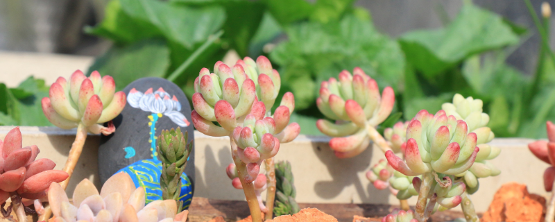 多肉掉叶子一碰就掉如何补救