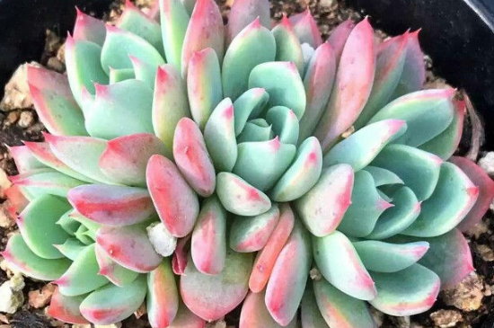 多肉掉叶子一碰就掉如何补救