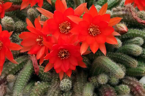 白檀仙人掌的养殖办法和留意事项