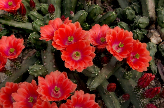 白檀仙人掌的养殖办法和留意事项