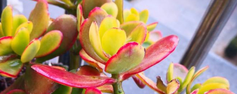 黄金花月如何施肥