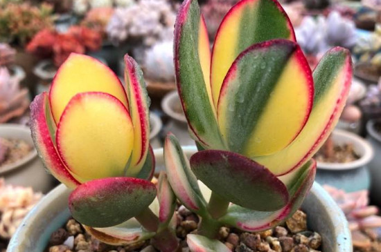 黄金花月如何施肥