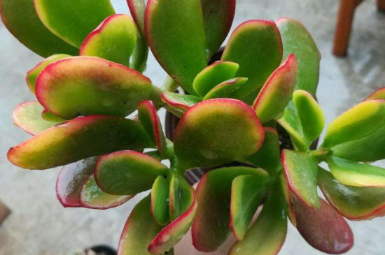 黄金花月如何施肥