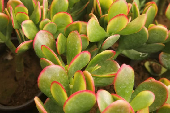 黄金花月如何施肥