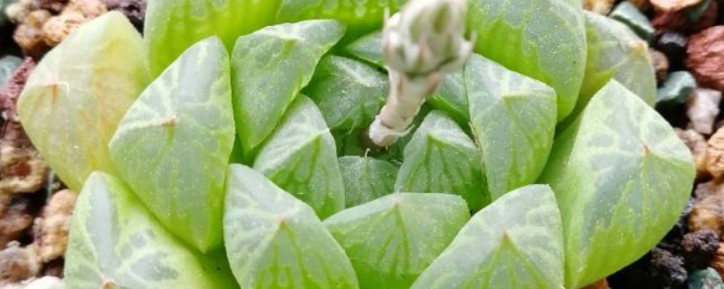 黄金玉露如何繁殖